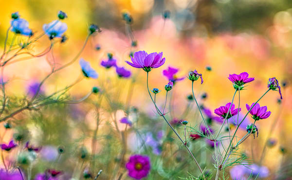 Katama Fall Flowers Art | Michael Blanchard Inspirational Photography - Crossroads Gallery