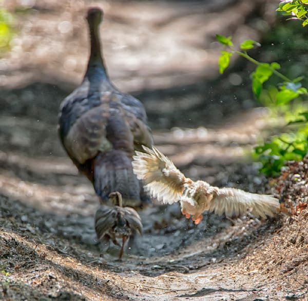 Newborn Turkey Test Flight Art | Michael Blanchard Inspirational Photography - Crossroads Gallery