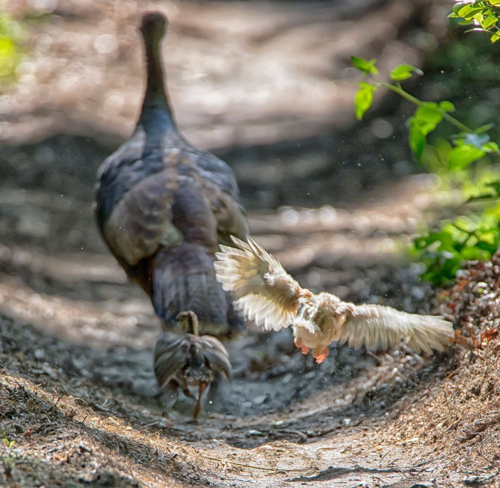 Newborn Turkey Test Flight Art | Michael Blanchard Inspirational Photography - Crossroads Gallery