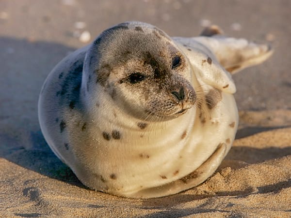 Norton Point Harbor Seal Art | Michael Blanchard Inspirational Photography - Crossroads Gallery