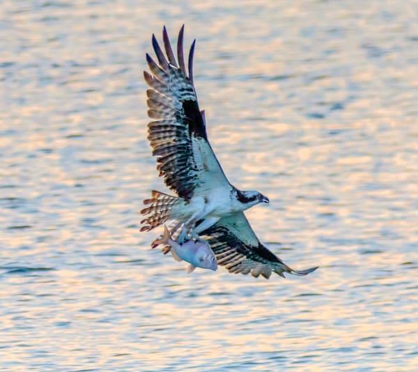 Osprey Dinner Art | Michael Blanchard Inspirational Photography - Crossroads Gallery