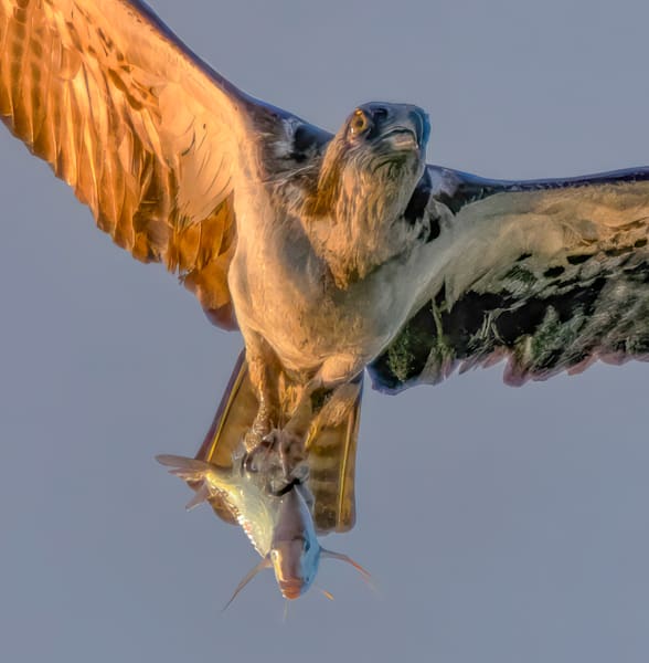 Osprey Fish Art | Michael Blanchard Inspirational Photography - Crossroads Gallery
