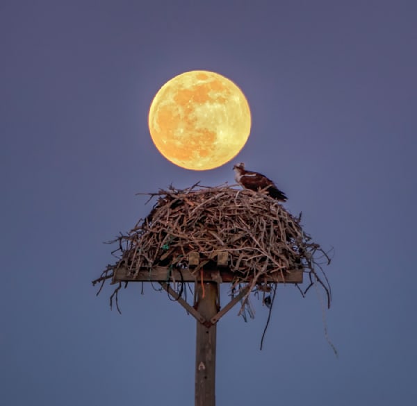 Osprey Moon Art | Michael Blanchard Inspirational Photography - Crossroads Gallery