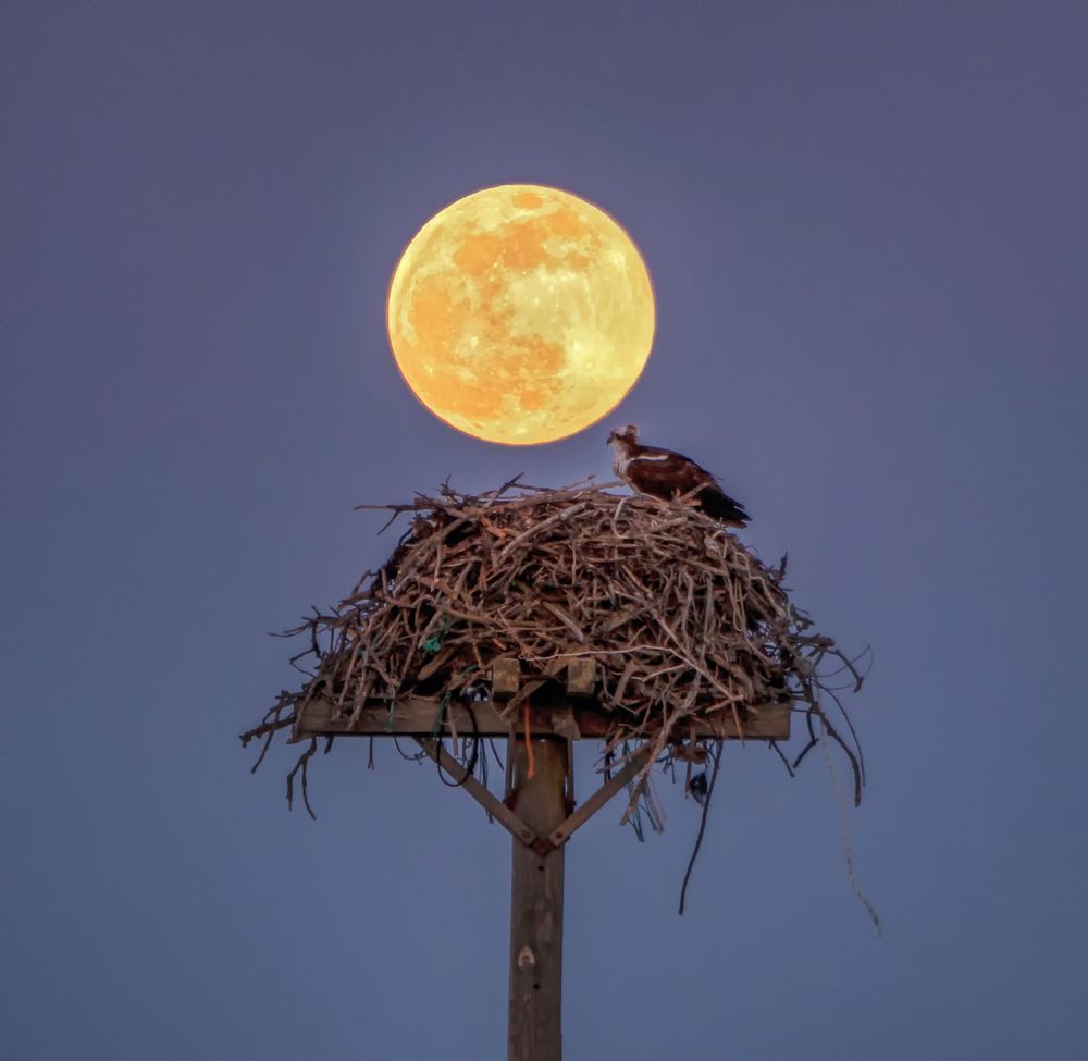 Osprey Moon Art | Michael Blanchard Inspirational Photography - Crossroads Gallery