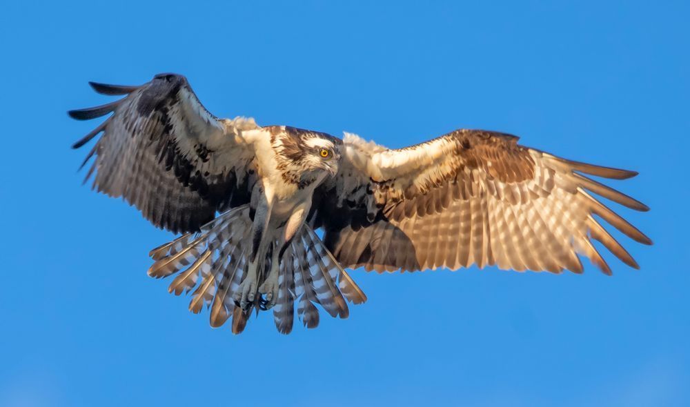 Osprey Sunset Hunting Art | Michael Blanchard Inspirational Photography - Crossroads Gallery