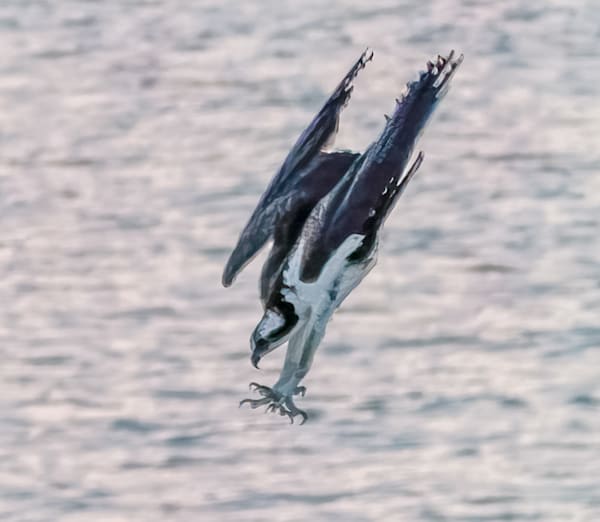 Osprey Talons Art | Michael Blanchard Inspirational Photography - Crossroads Gallery