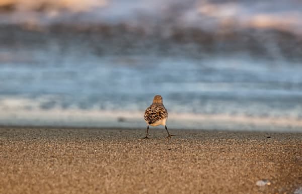 Lucy Vincent Sanderling Art | Michael Blanchard Inspirational Photography - Crossroads Gallery