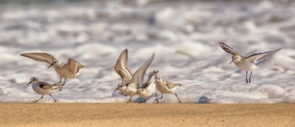 Lucy Vincent Sanderlings At Play Art | Michael Blanchard Inspirational Photography - Crossroads Gallery