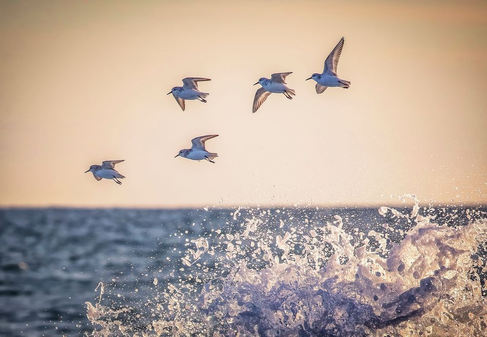 Lucy Vincent Sanderling Wave Art | Michael Blanchard Inspirational Photography - Crossroads Gallery