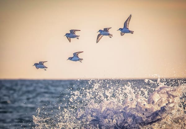 Lucy Vincent Sanderling Wave Art | Michael Blanchard Inspirational Photography - Crossroads Gallery