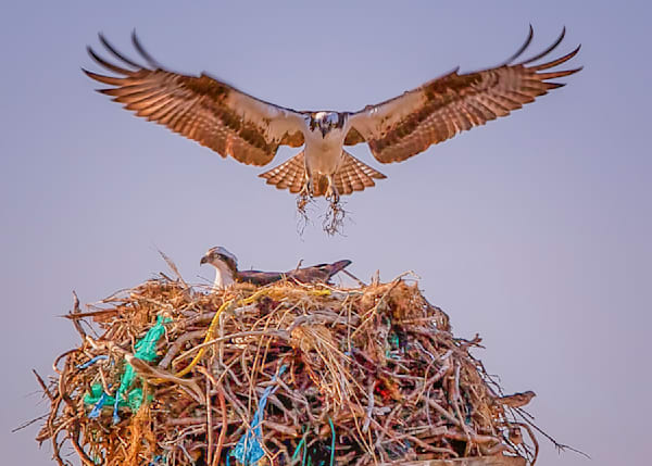Lobsterville Osprey Art | Michael Blanchard Inspirational Photography - Crossroads Gallery