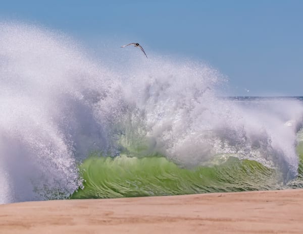 Long Point Wave Bird Flying Free Art | Michael Blanchard Inspirational Photography - Crossroads Gallery