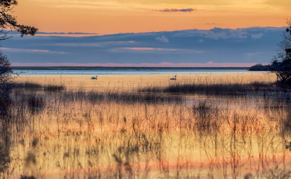 Long Point Swans At Sunset Art | Michael Blanchard Inspirational Photography - Crossroads Gallery