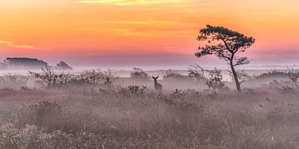 Long Point Buck Fall Sunrise Copy Art | Michael Blanchard Inspirational Photography - Crossroads Gallery