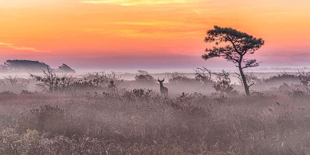Long Point Buck Fall Sunrise Copy Art | Michael Blanchard Inspirational Photography - Crossroads Gallery