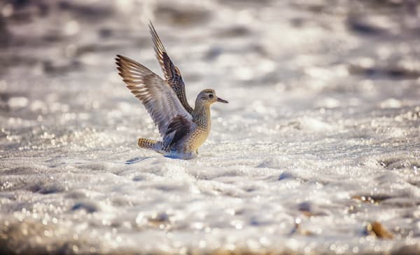 Long Point Sanderling Surf Art | Michael Blanchard Inspirational Photography - Crossroads Gallery
