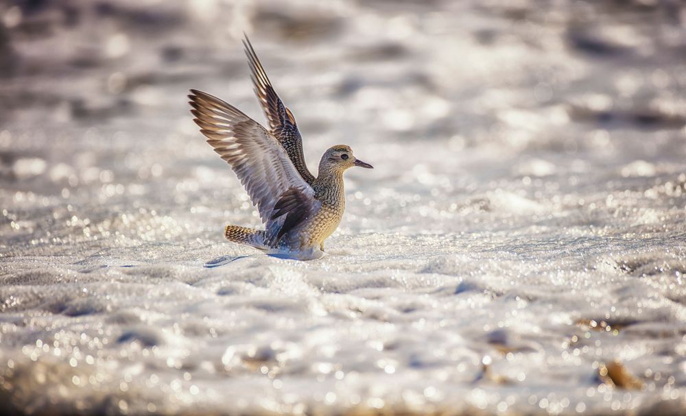 Long Point Sanderling Surf Art | Michael Blanchard Inspirational Photography - Crossroads Gallery