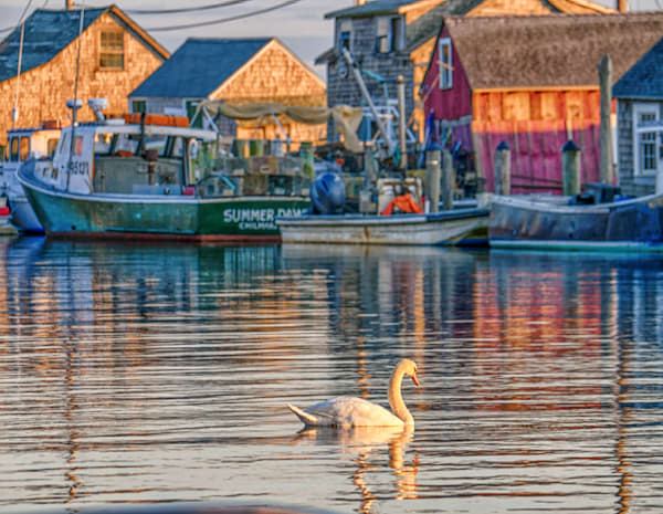 Menemsha Swan Art | Michael Blanchard Inspirational Photography - Crossroads Gallery