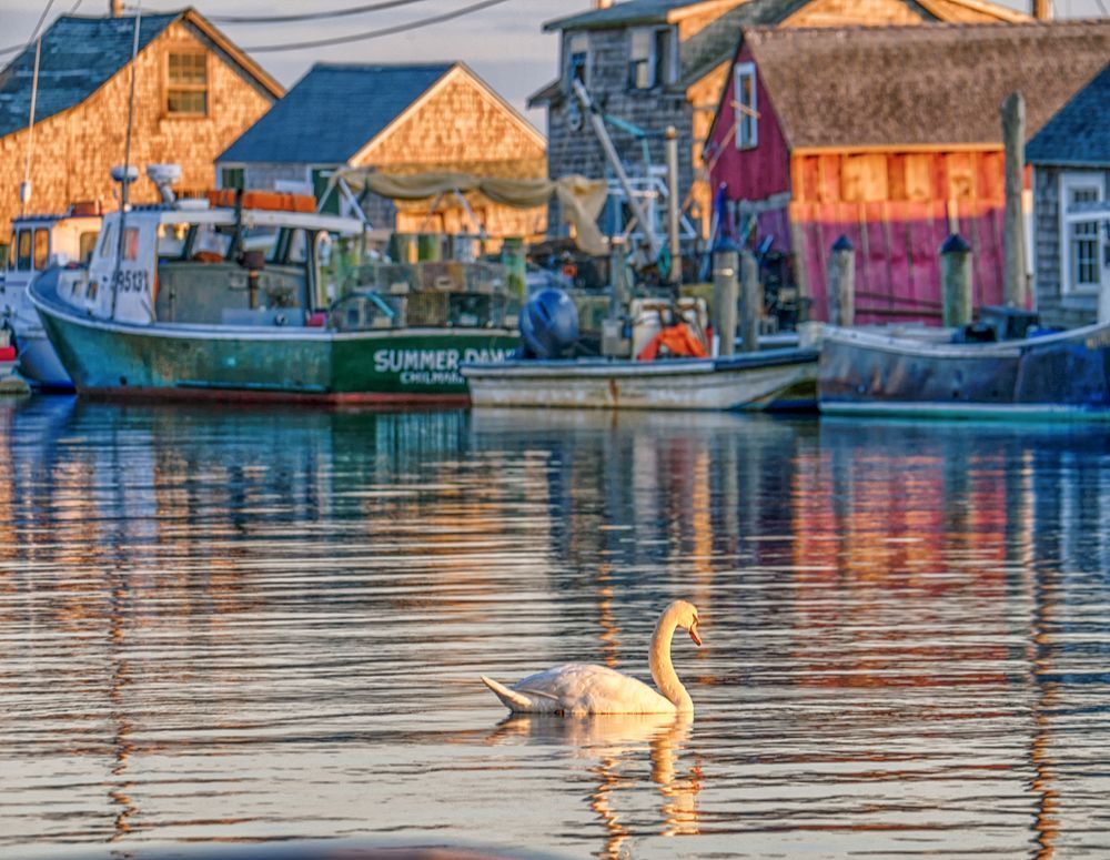 Menemsha Swan Art | Michael Blanchard Inspirational Photography - Crossroads Gallery