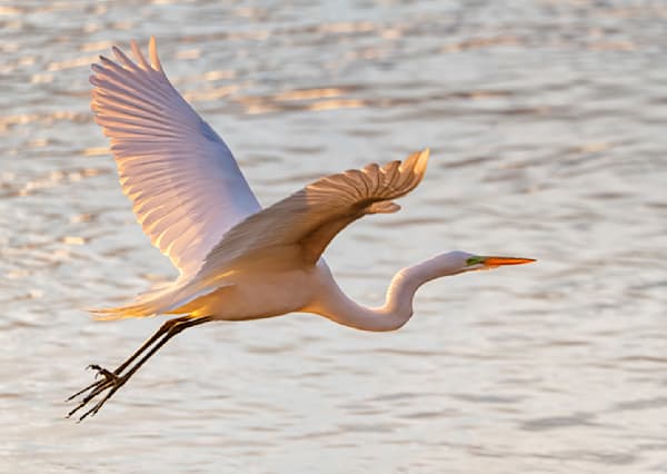 Menemsha Egret In Flight Art | Michael Blanchard Inspirational Photography - Crossroads Gallery