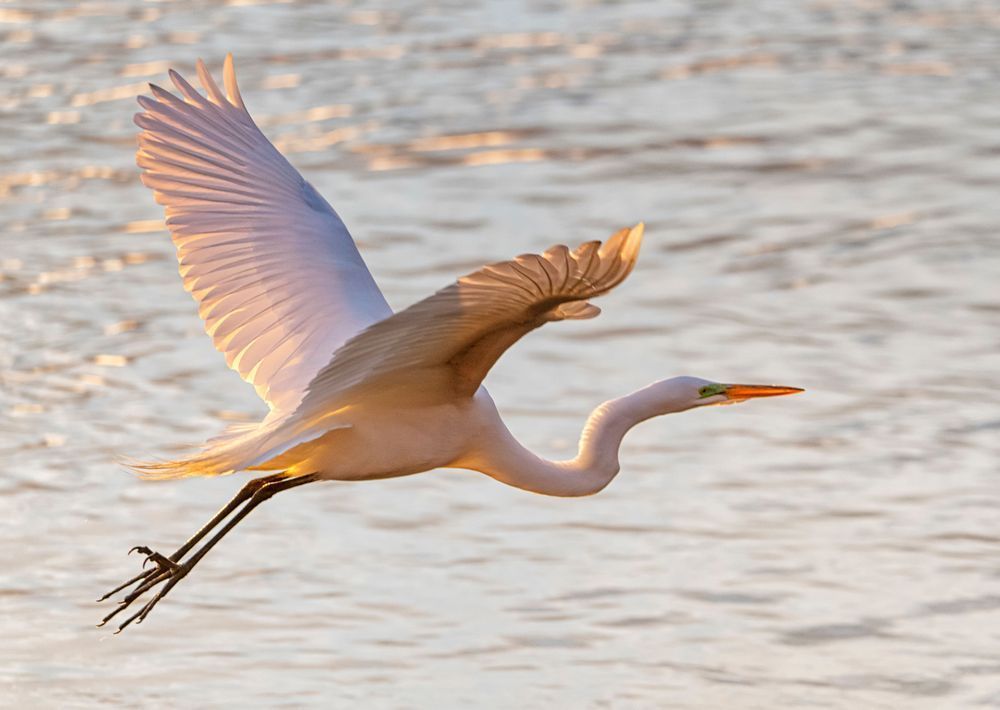 Menemsha Egret In Flight Art | Michael Blanchard Inspirational Photography - Crossroads Gallery