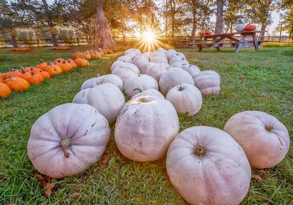 Morning Glory White Pumpkins Art | Michael Blanchard Inspirational Photography - Crossroads Gallery