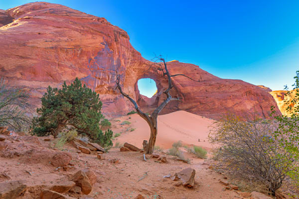 Monument Valley Tree Art | Michael Blanchard Inspirational Photography - Crossroads Gallery