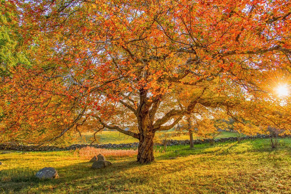 Middle Road Fall Leaves Sunset Art | Michael Blanchard Inspirational Photography - Crossroads Gallery