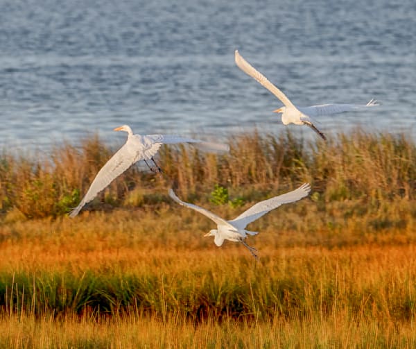 State Beach Sunset Egrets Art | Michael Blanchard Inspirational Photography - Crossroads Gallery