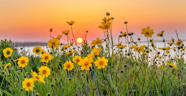 East Chop Flower Sunset Art | Michael Blanchard Inspirational Photography - Crossroads Gallery