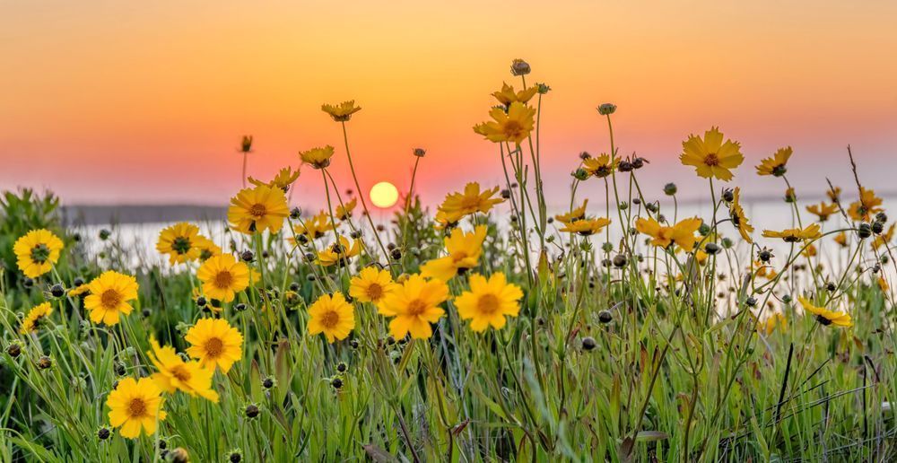 East Chop Flower Sunset Art | Michael Blanchard Inspirational Photography - Crossroads Gallery