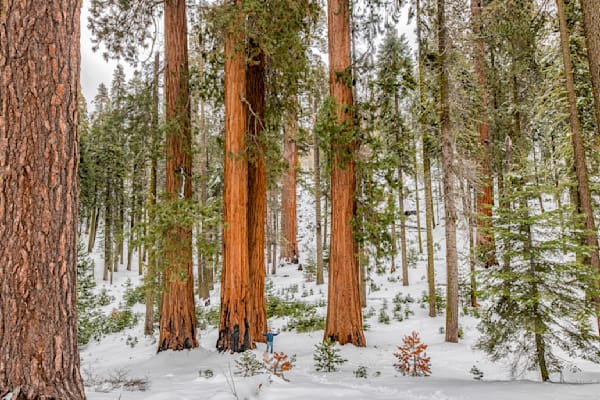 Sequoia Tree Winter Art | Michael Blanchard Inspirational Photography - Crossroads Gallery