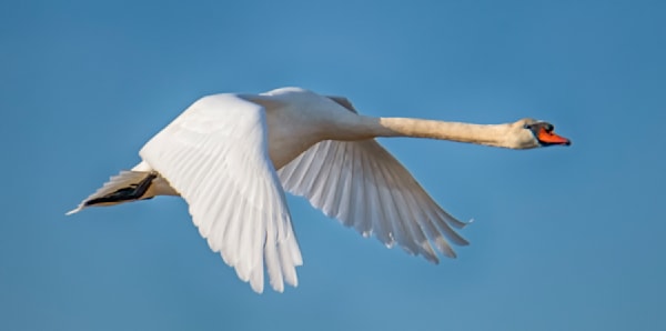 Sengekontacket Swan 1 Art | Michael Blanchard Inspirational Photography - Crossroads Gallery
