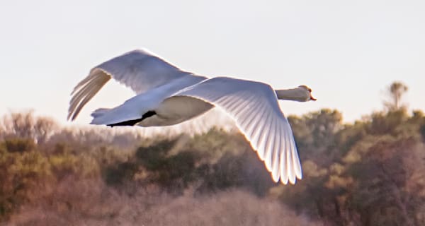 Sengekontacket Swan 2 Art | Michael Blanchard Inspirational Photography - Crossroads Gallery