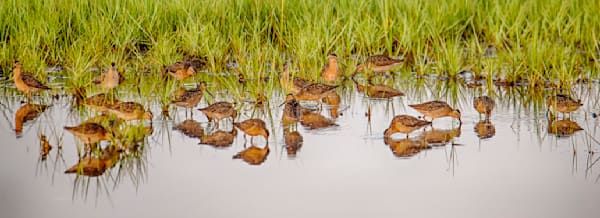 Sengekontacket Sanderling Panorama Art | Michael Blanchard Inspirational Photography - Crossroads Gallery