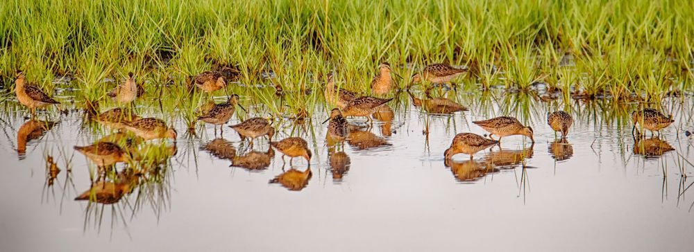 Sengekontacket Sanderling Panorama Art | Michael Blanchard Inspirational Photography - Crossroads Gallery