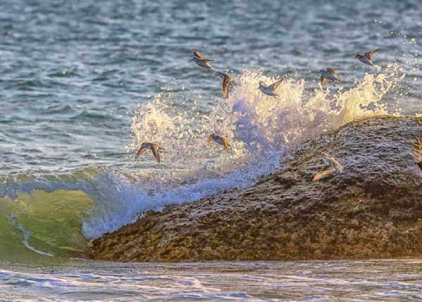 Sanderling Rock And Waves Art | Michael Blanchard Inspirational Photography - Crossroads Gallery