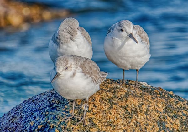 Sanderling  Break  Time Art | Michael Blanchard Inspirational Photography - Crossroads Gallery