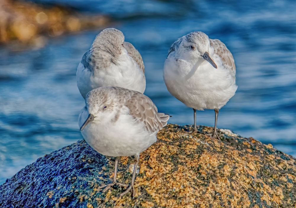 Sanderling  Break  Time Art | Michael Blanchard Inspirational Photography - Crossroads Gallery