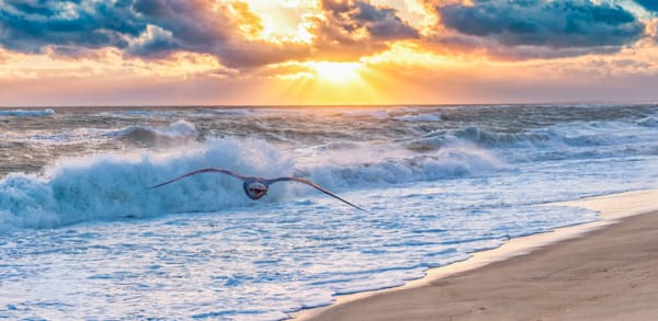 South Beach Gull Sunset #2 Art | Michael Blanchard Inspirational Photography - Crossroads Gallery