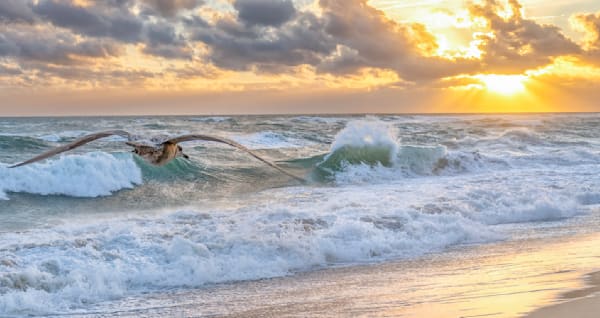 South Beach Gull Sunset #1 Art | Michael Blanchard Inspirational Photography - Crossroads Gallery