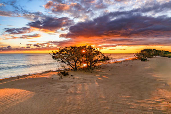 South Beach Burning Bush Art | Michael Blanchard Inspirational Photography - Crossroads Gallery