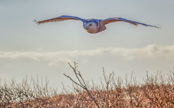 South Beach Soaring Snowy Owl Art | Michael Blanchard Inspirational Photography - Crossroads Gallery