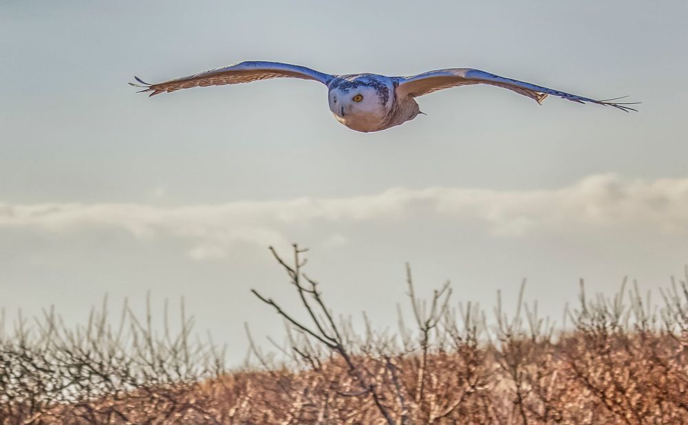 South Beach Soaring Snowy Owl Art | Michael Blanchard Inspirational Photography - Crossroads Gallery