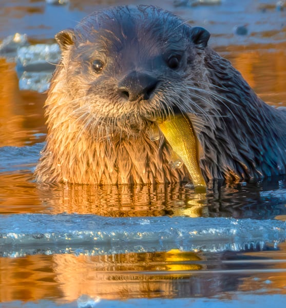 South Beach Otter Fish Art | Michael Blanchard Inspirational Photography - Crossroads Gallery