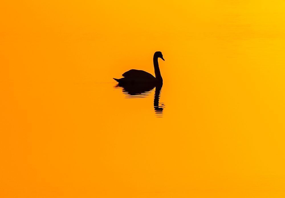 Solitary Swan Cracktuxet Cove Art | Michael Blanchard Inspirational Photography - Crossroads Gallery
