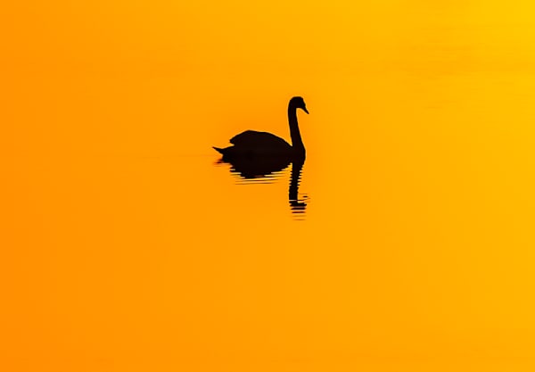 Solitary Swan Cracktuxet Cove Art | Michael Blanchard Inspirational Photography - Crossroads Gallery