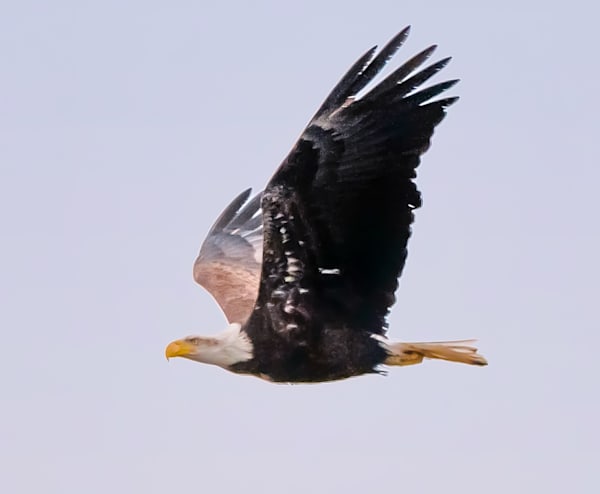 Soaring Eagle Art | Michael Blanchard Inspirational Photography - Crossroads Gallery
