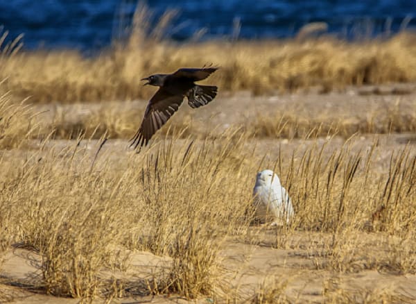 Snowy Owl And Crow Art | Michael Blanchard Inspirational Photography - Crossroads Gallery