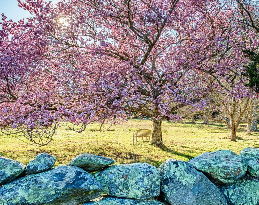 Polly Hill Arboretum Spring 2024 Art | Michael Blanchard Inspirational Photography - Crossroads Gallery